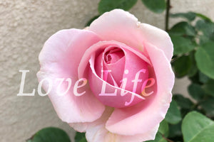 "Love life" Personal Online Consultation